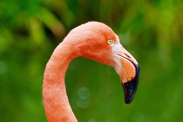 Flamingo portrait