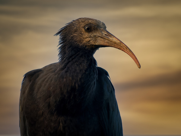 Waldrapp