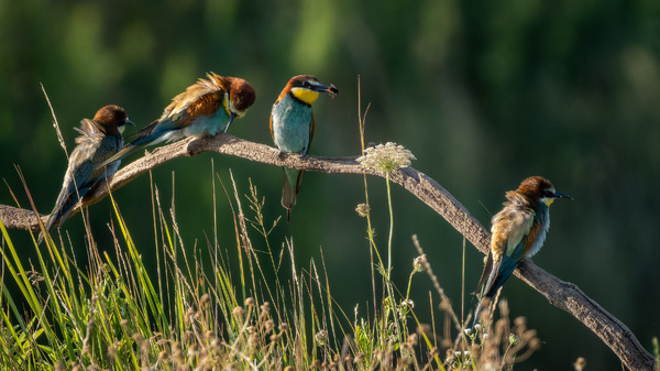 Bienenfresser