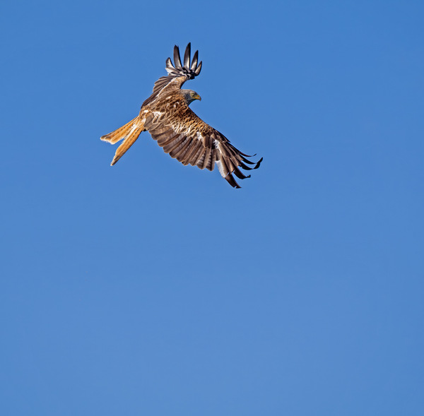 Red Kite (Milvus milvus) A6273230