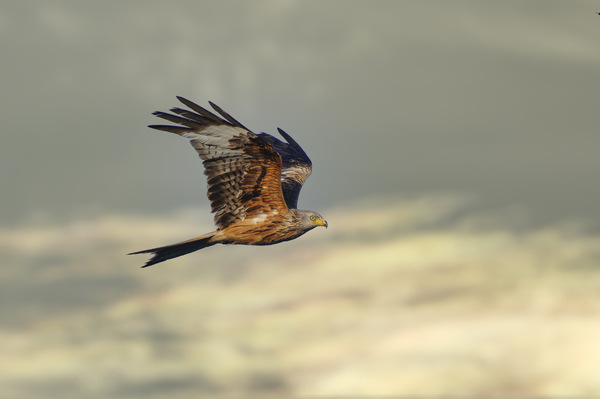 Roter Milan - Red kite - Milvus milvus - 70.jpg