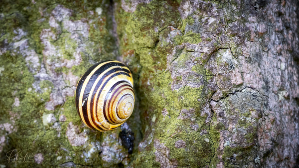 Kletternde Schnecke