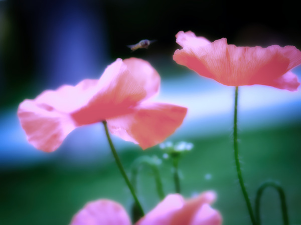 WT 27 Mohnblüten