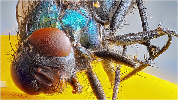 fliege als makro test.jpg