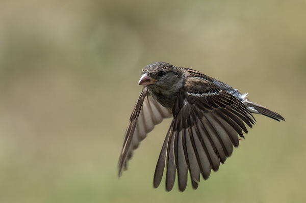 Fly.jpg