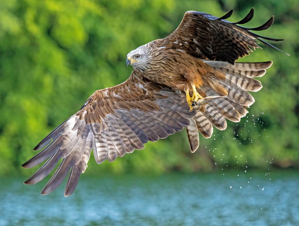 Black Kite (Milvus migrans) A6240303-g