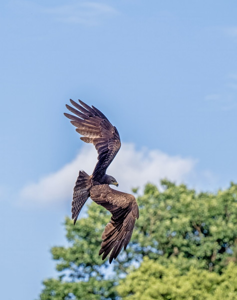 Black Kite (Milvus migrans) A6240836-g