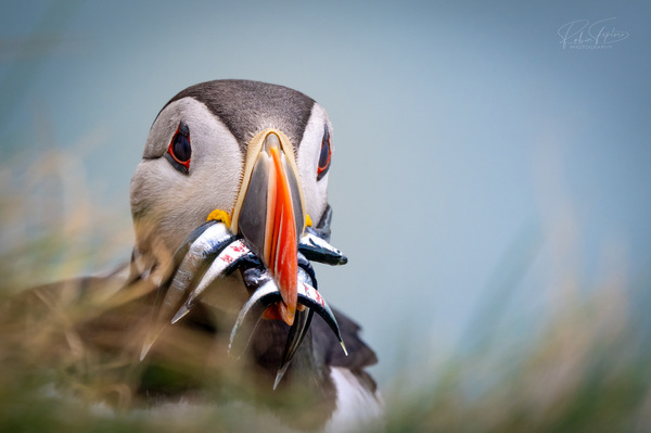 Der Angler