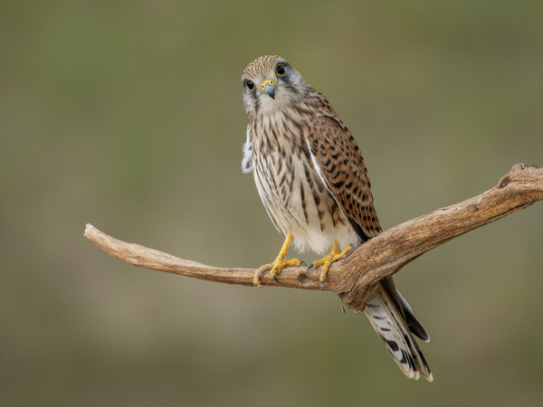 Turmfalke