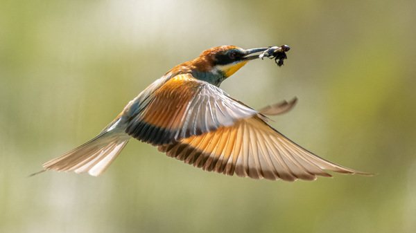 Bienenfresser