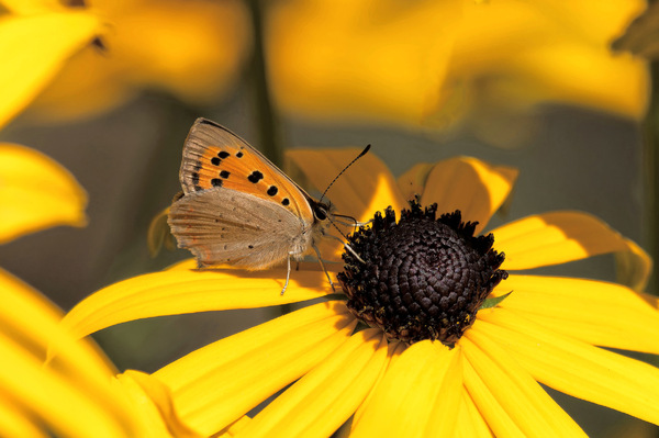 kleiner Feuerfalter auf Rudbeckia