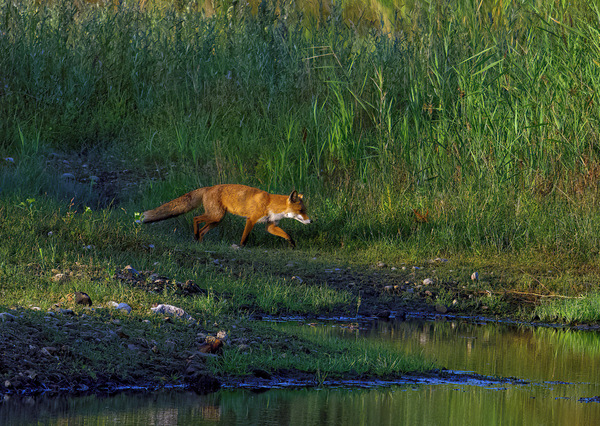 Fuchs