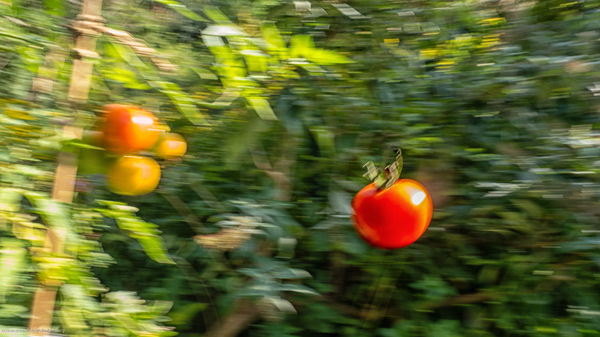 WT-35: Selbsterntende Tomate...
