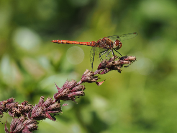 800mm (KB) statt Macro