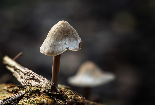Pilz in der Heide