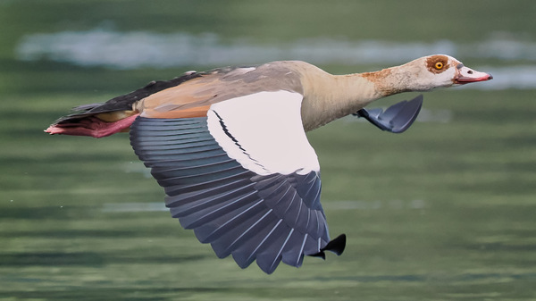 Nilgans