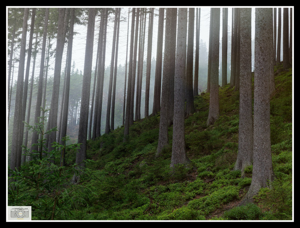 P8270033_Impressionen vom Thüringer Wald_DxO.jpg