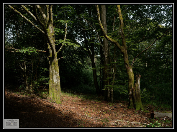 P9035508_Naturbelassene Buchenwälder am Wegesrand_DxO.jpg