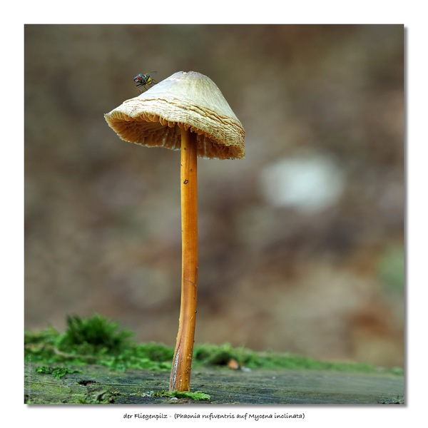 der FliegenPilz