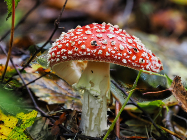 Fliegenpilz