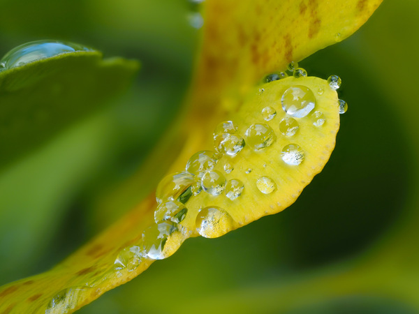 Herbstliches Ginkgo Blatt