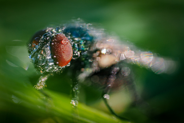 Schmeissfliege im Morgentau