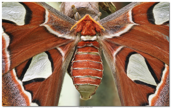 Atlasspinner (Attacus atlas)