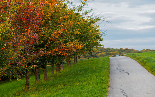 WT-42 - Herbstweg