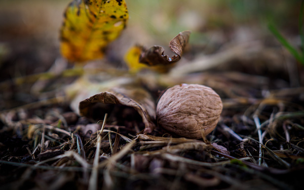 WT-42 - Herbstzeit ist Nusszeit
