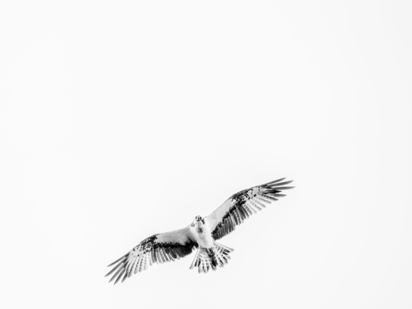 Osprey (Pandion haliaetus) A6270199-2