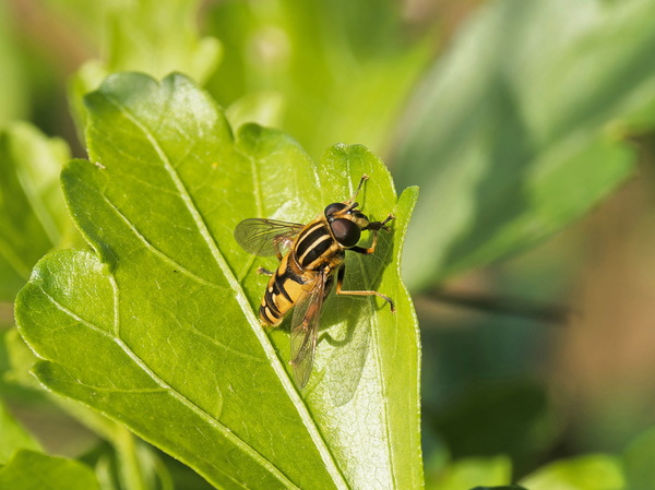 Gemeine Sumpfschwebfliege