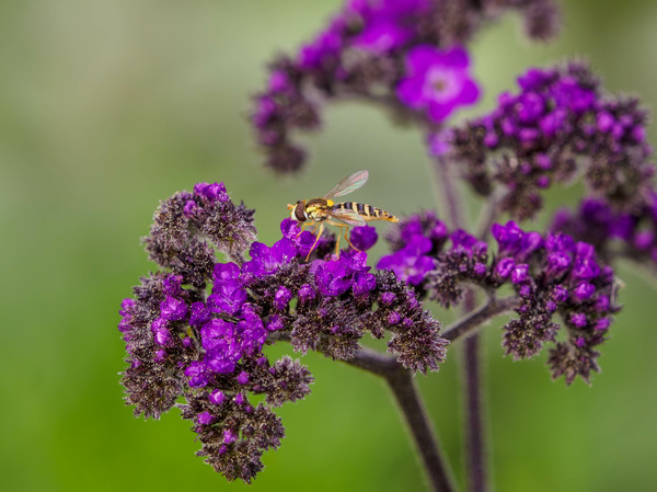 Schwebfliege