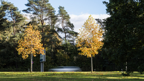 WT-42 Straßenbegleitgrün