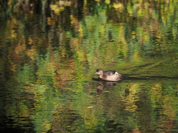 WT42: Durch den Wasserwald