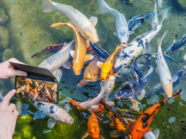 Koi Gedrängel beim Fotoshooting ...