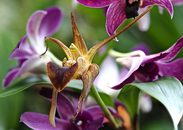 Im Orchideenhaus ...