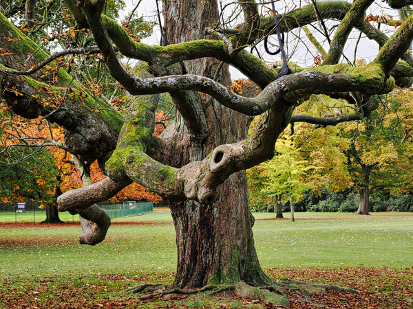 Knorriger Baum Im Hirschpark