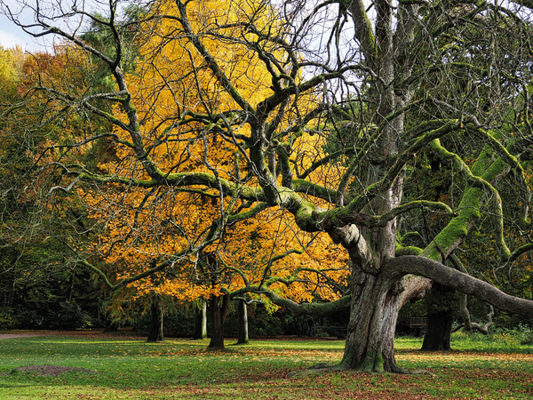 Baumkonstraste Im Hirschpark