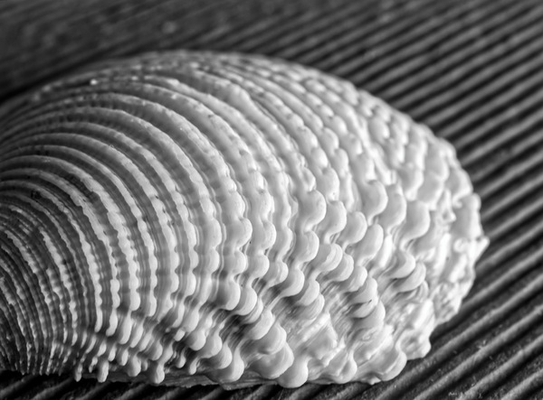 WT-47 heute Muscheln, frisch...