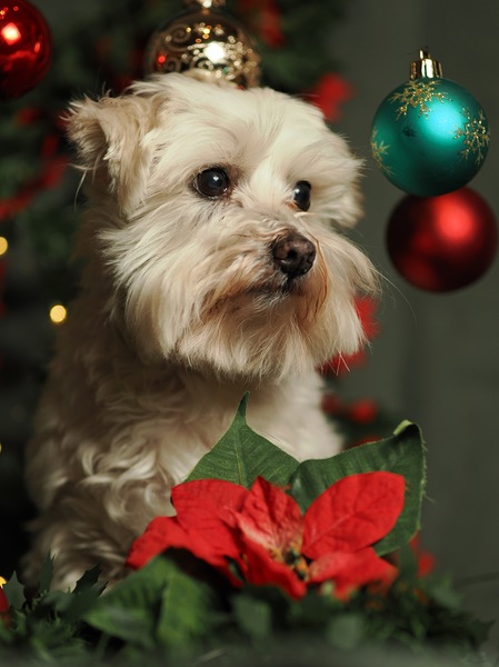 Weihnachtsbild