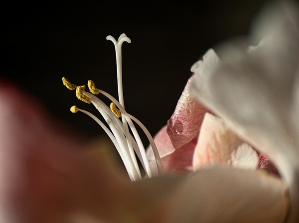 Amaryllis