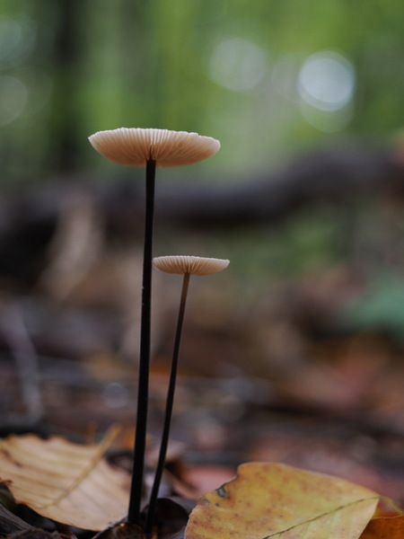 Zwei Pilze