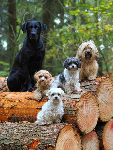 Meine Topmodels