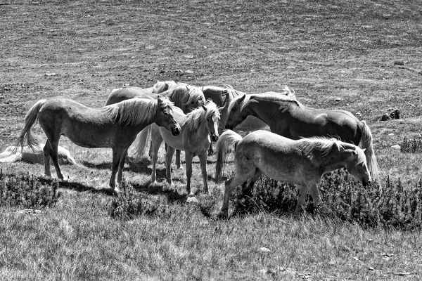 Haflinger am Planken