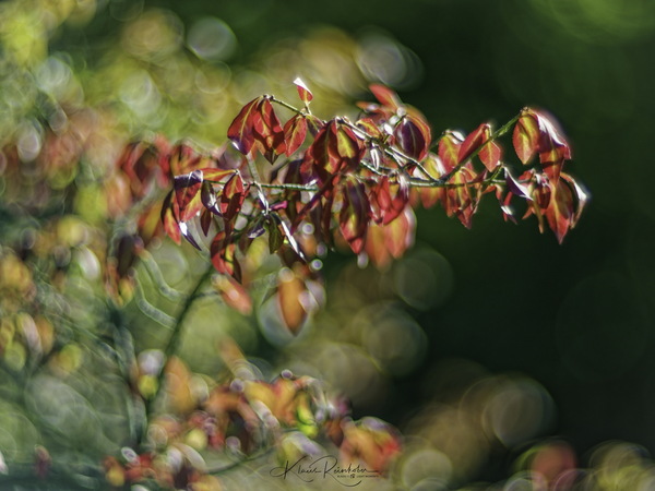 Herbststimmung
