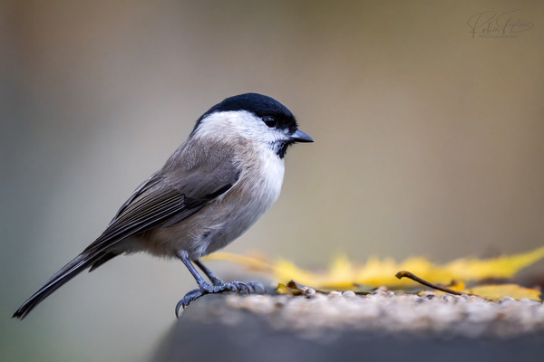 Marsh Tit - Sumpfmeise