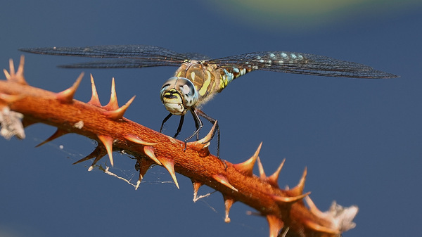 Libelle #2