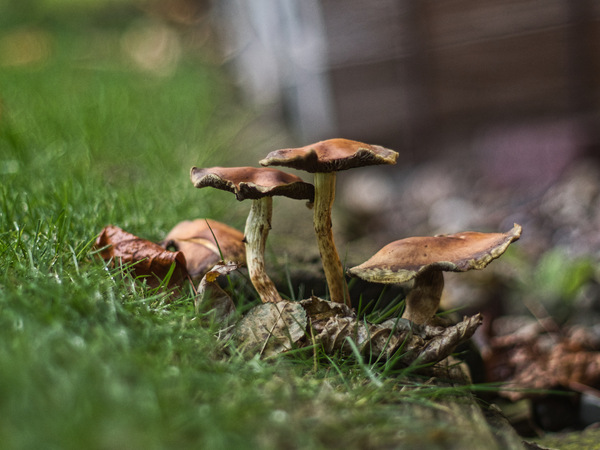 Pilz
