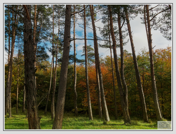 PB044230_Herbstwald_DxO.jpg