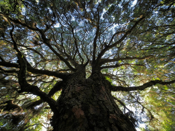 Der Baum von der anderen Seite